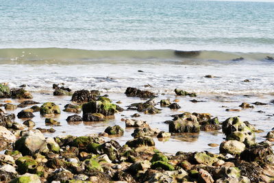 Scenic view of sea shore