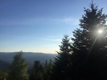 Low angle view of trees against sky