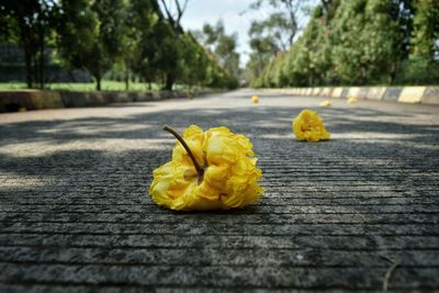 Close-up of yellow flowers
