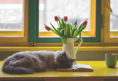 Cat relaxing on table at home