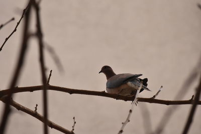 Low angle view of bird perching on branch