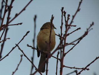 Low angle view of bird perching on branch against clear sky