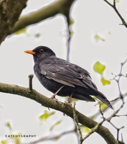 Low angle view of bird perching on branch