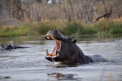 View of a hippo opening mouth in the lake