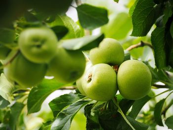 Close-up of apples on tree