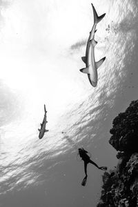 Low angle view of person scuba diving by sharks in sea