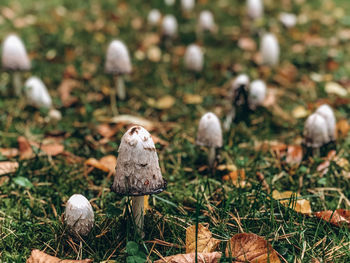 Close-up of mushroom growing on field