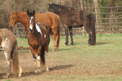 Horses grazing on field