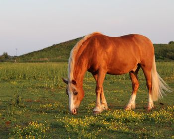 Horse grazing in a field