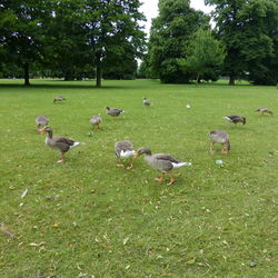 Animals on grassy field