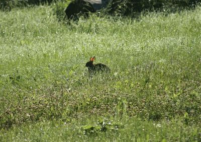 Bird in a field