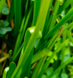 Close-up of raindrops on grass