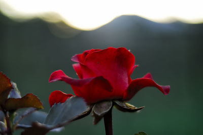 Close-up of red rose plant