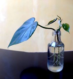 Close-up of glass vase on table