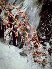 Close-up of snow on tree against mountain