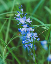 Close-up of purple flowering plant