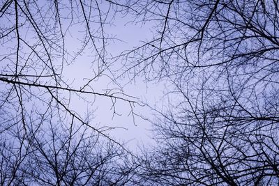 Low angle view of bare trees against blue sky