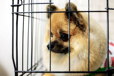 Close-up of dog in cage