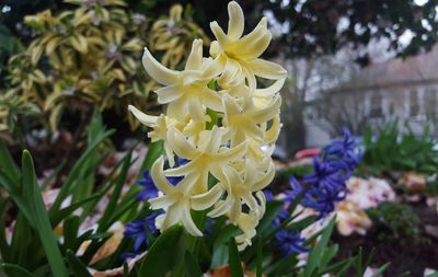 Close-up of yellow flower blooming