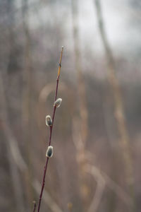 Close-up of pussy willow on field