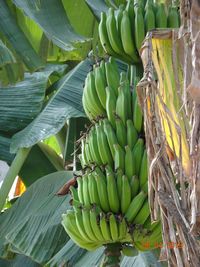 Close-up of banana tree