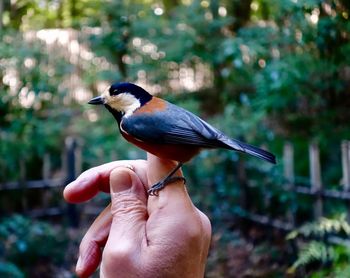 Close-up of bird perching on hand