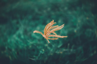 Close-up of plant on field