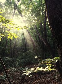 Scenic view of forest