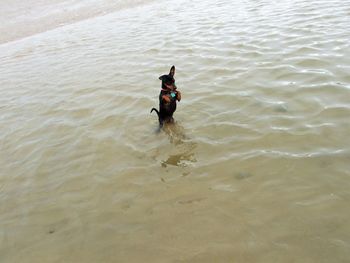 High angle view of man and dog in water