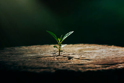 A strong seedling growing in the old center dead tree