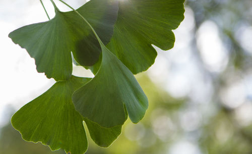 Close-up of fresh green leaves