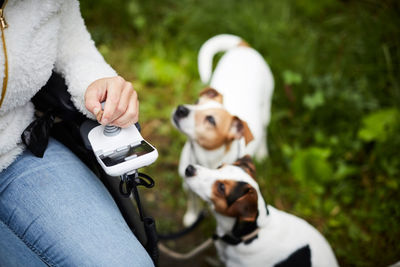 Cropped image of disabled woman in wheelchair with dogs outdoors