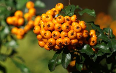 Close-up of oranges growing on plant