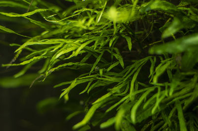 Full frame shot of fresh green plants