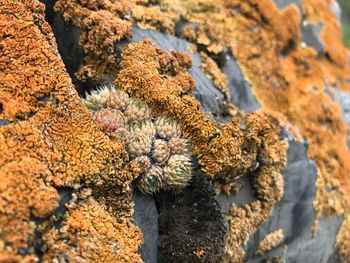 Close-up of lichen on rock