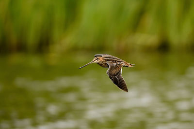 Bird flying