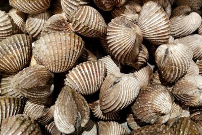 Full frame shot of seashells