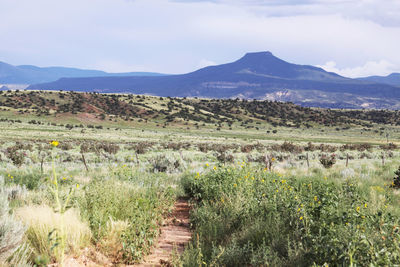 View of green landscape against rocky mountain range