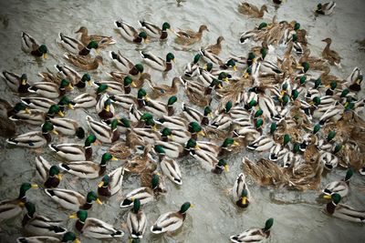 Duck in sergiev posad, russia