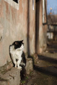 Cat sitting on wall