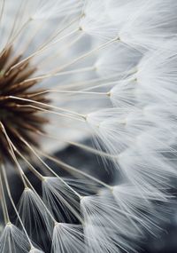 Full frame shot of feather