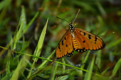 Close-up of butterfly pollinating flower