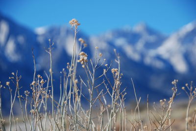 Close-up of plants growing on field against sky