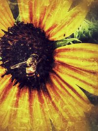 Close-up of insect on flower