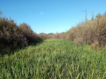Scenic view of field against clear sky