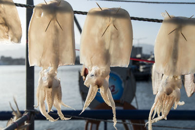 Close-up of squids drying on rope