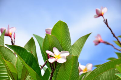 Close-up of white flowering plants against blurred background