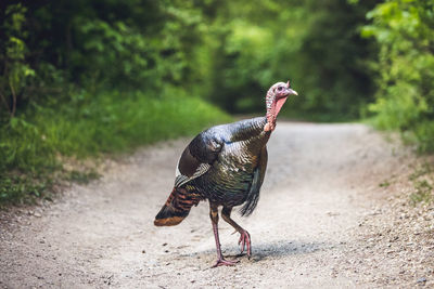 Wild turkey walking 