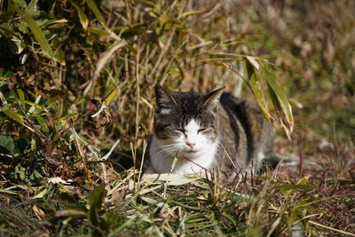 Portrait of a cat on field
