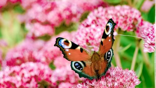 Close-up of butterfly on purple flower